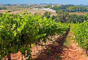 The Oeste Wine circuit